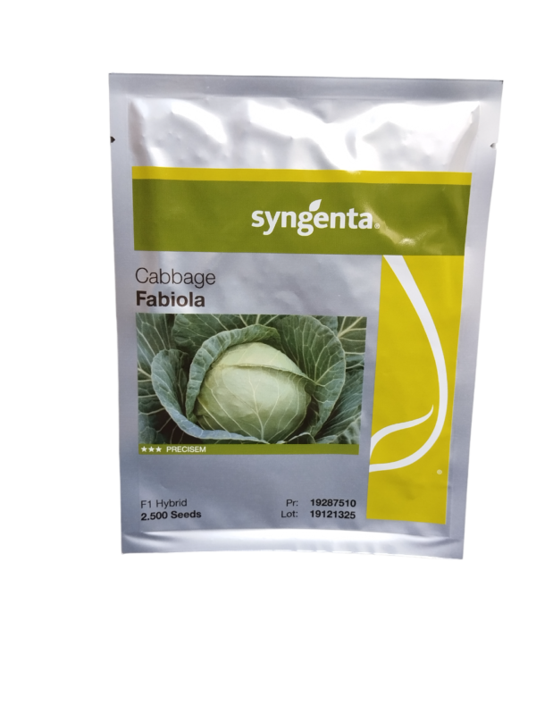 Syngenta Cabbage Fabiola