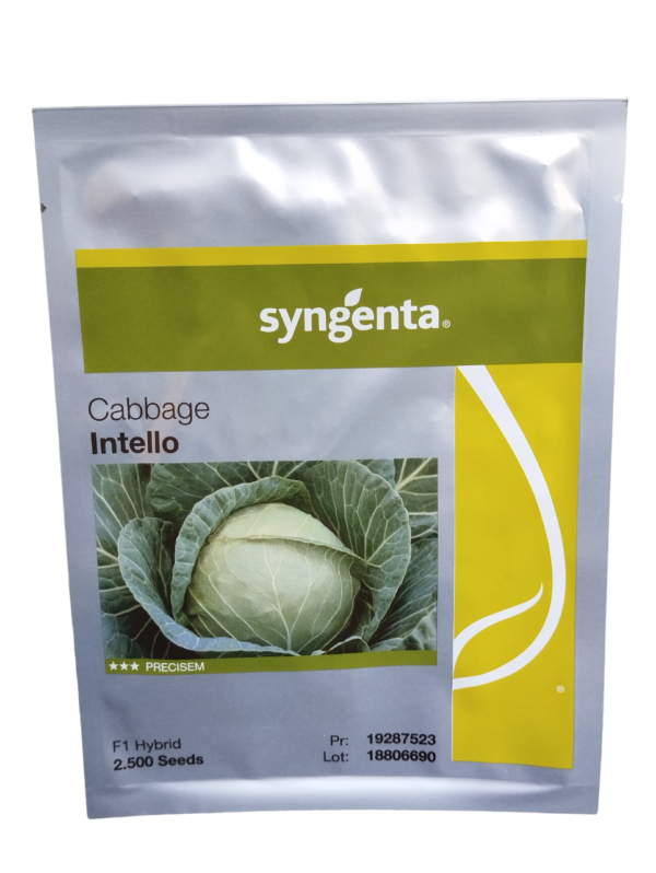 Syngenta Cabbage Intello