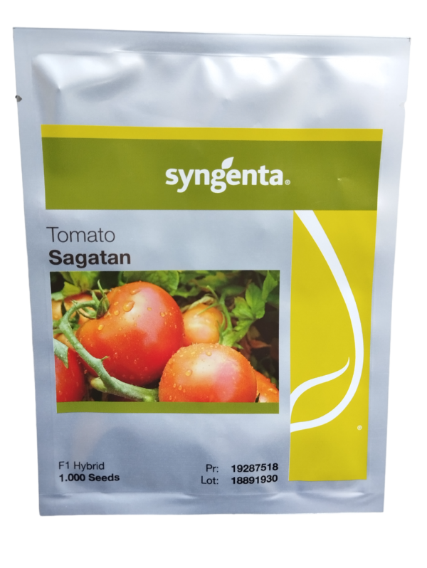 Syngenta Tomato Sagatan